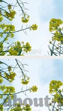 麻豆国产av播放-麻豆之源，文化之思，探讨国产AV的多样与融合