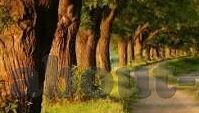 麻豆原创视频迅雷下载-以此寻梦，揭秘麻豆原创视频在迅雷平台的独特魅力