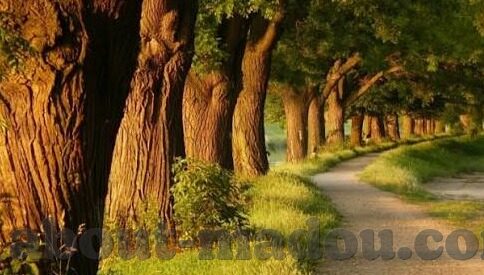 宁夏大象文化传媒有限公司-宁夏大象文化传媒，创新与传承的桥梁